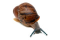 Archachatina marginata egregia Cameroon typ 2e juvenil